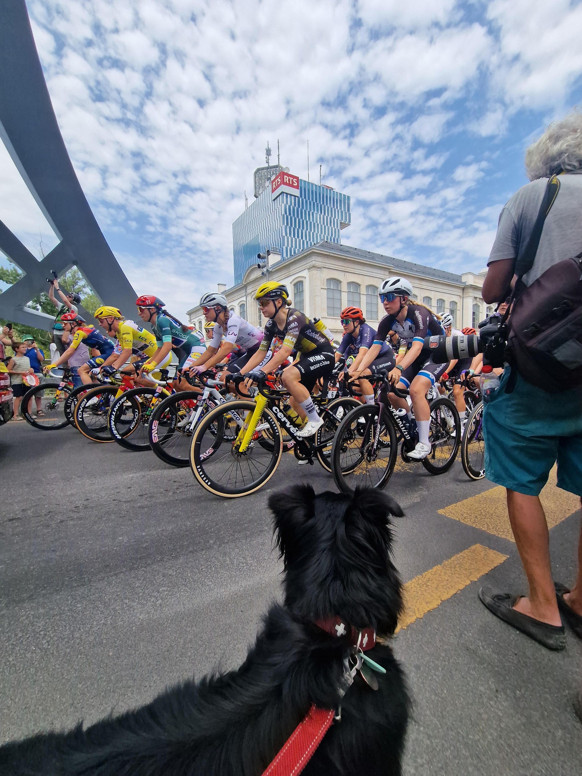 A dog watching some cyclists